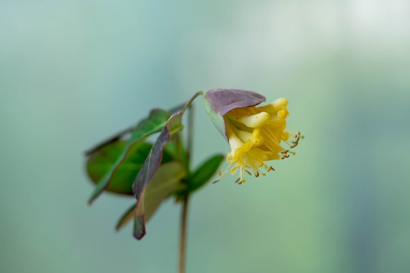 Lonicera yunnanensis photo 2