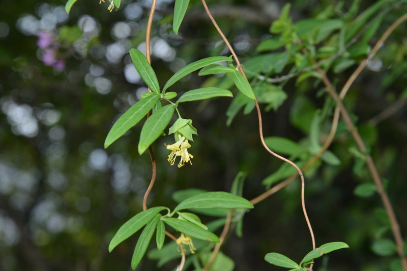 Lonicera yunnanensis photo 3