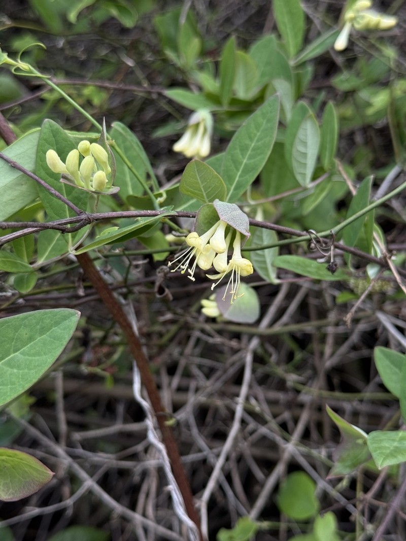 Lonicera yunnanensis photo 4