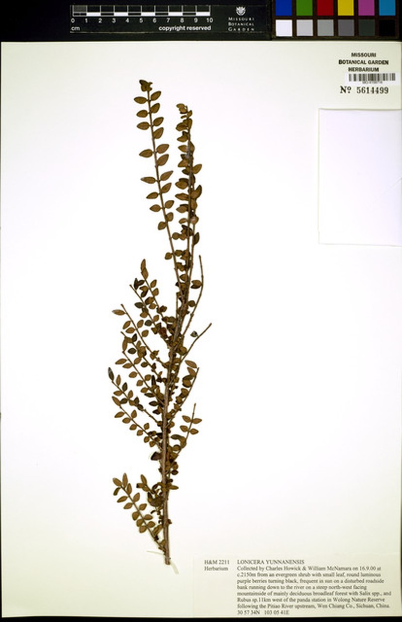 Lonicera yunnanensis photo 6