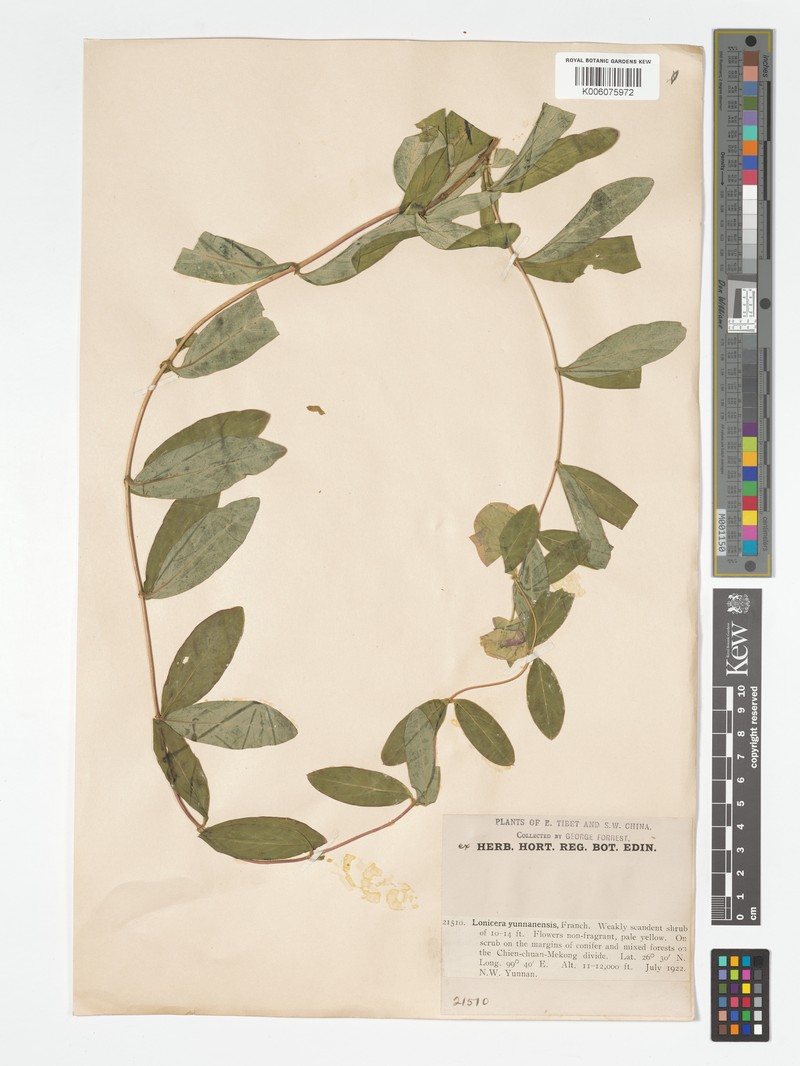 Lonicera yunnanensis photo 7