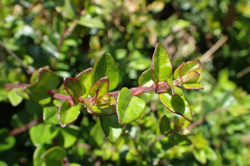 Lonicera yunnanensis