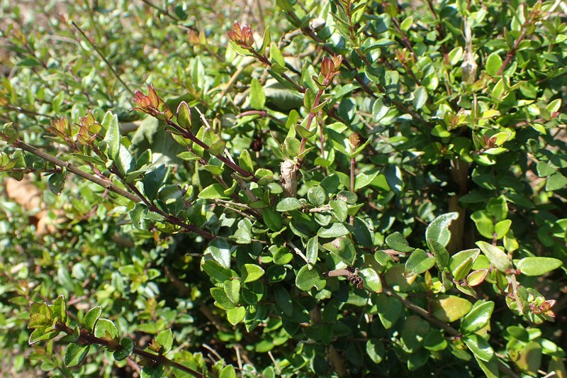Lonicera yunnanensis photo 8