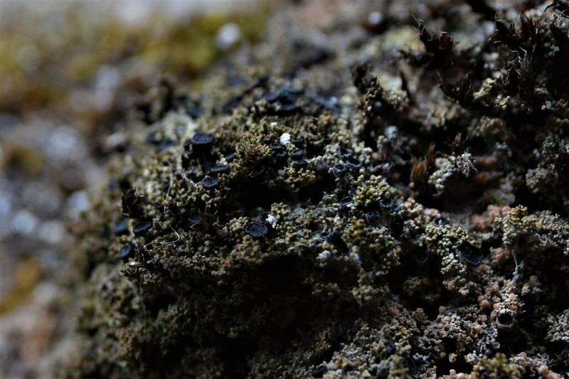 Coral Granular Lichen
