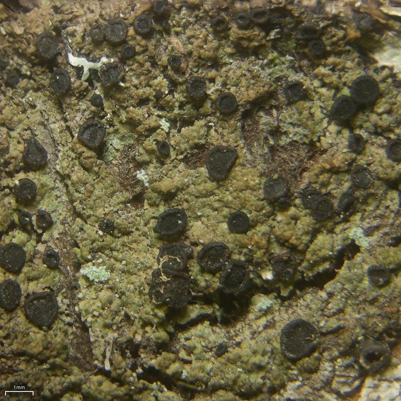 Disc Granular Lichen