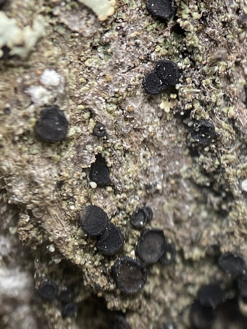 Disc Granular Lichen