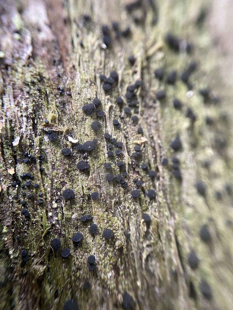 Disc Granular Lichen photo 2