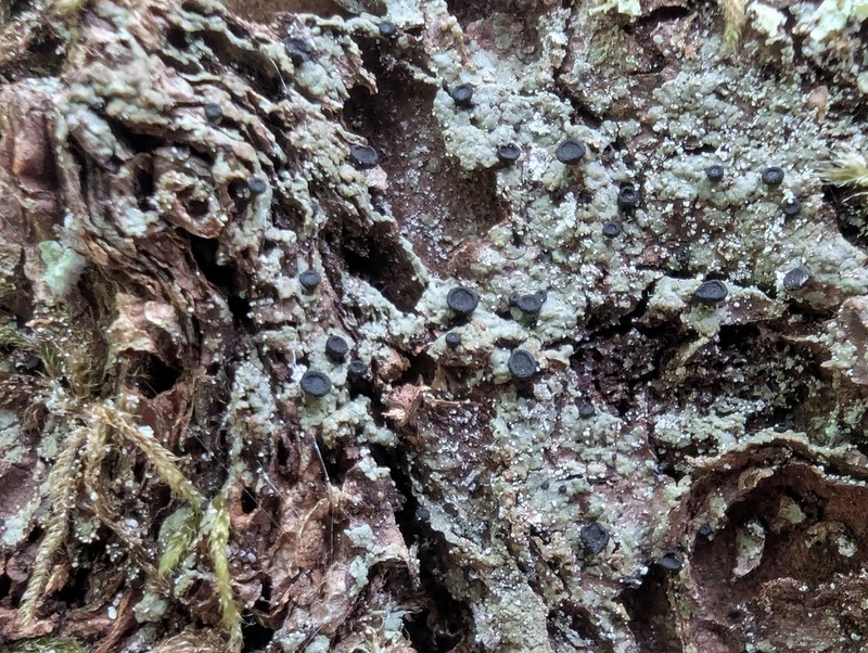 Disc Granular Lichen photo 3