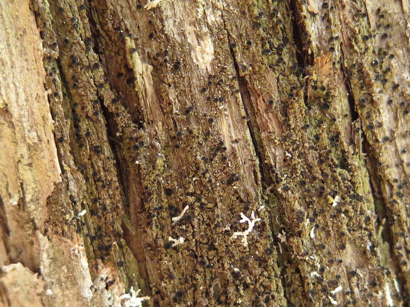 Disc Granular Lichen photo 4
