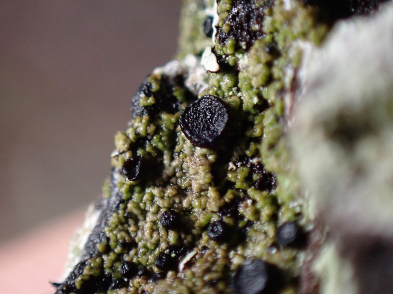 Disc Granular Lichen photo 5