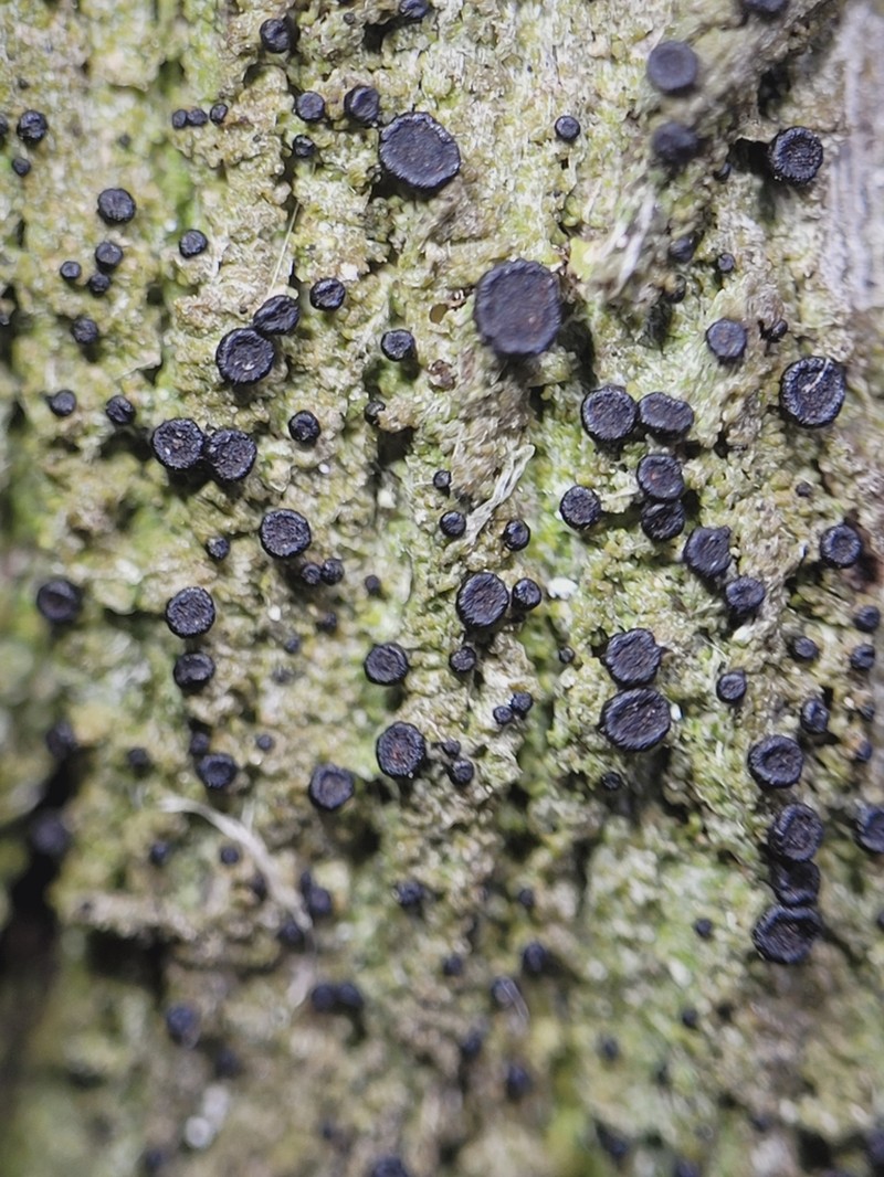 Disc Granular Lichen photo 6