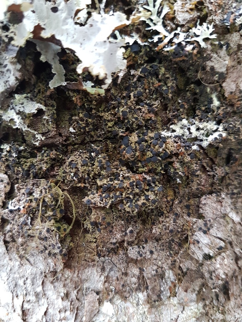 Disc Granular Lichen photo 7