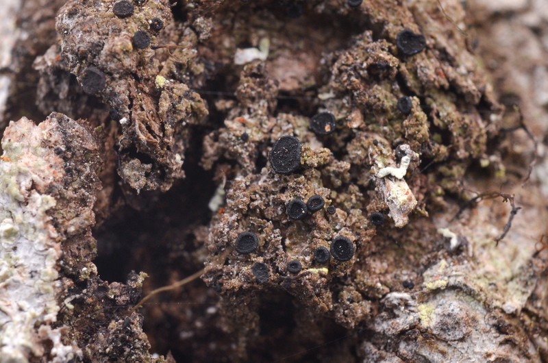 Disc Granular Lichen photo 8
