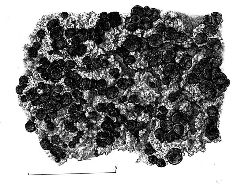 Granular Lichen