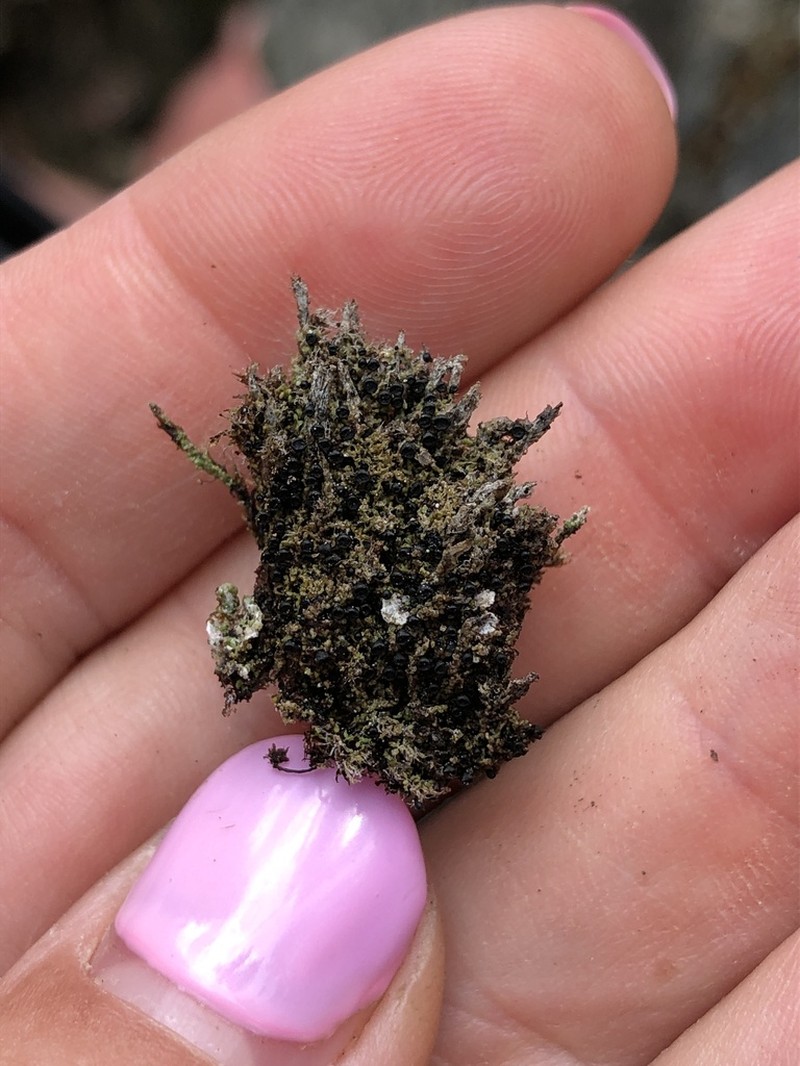 Granular Lichen