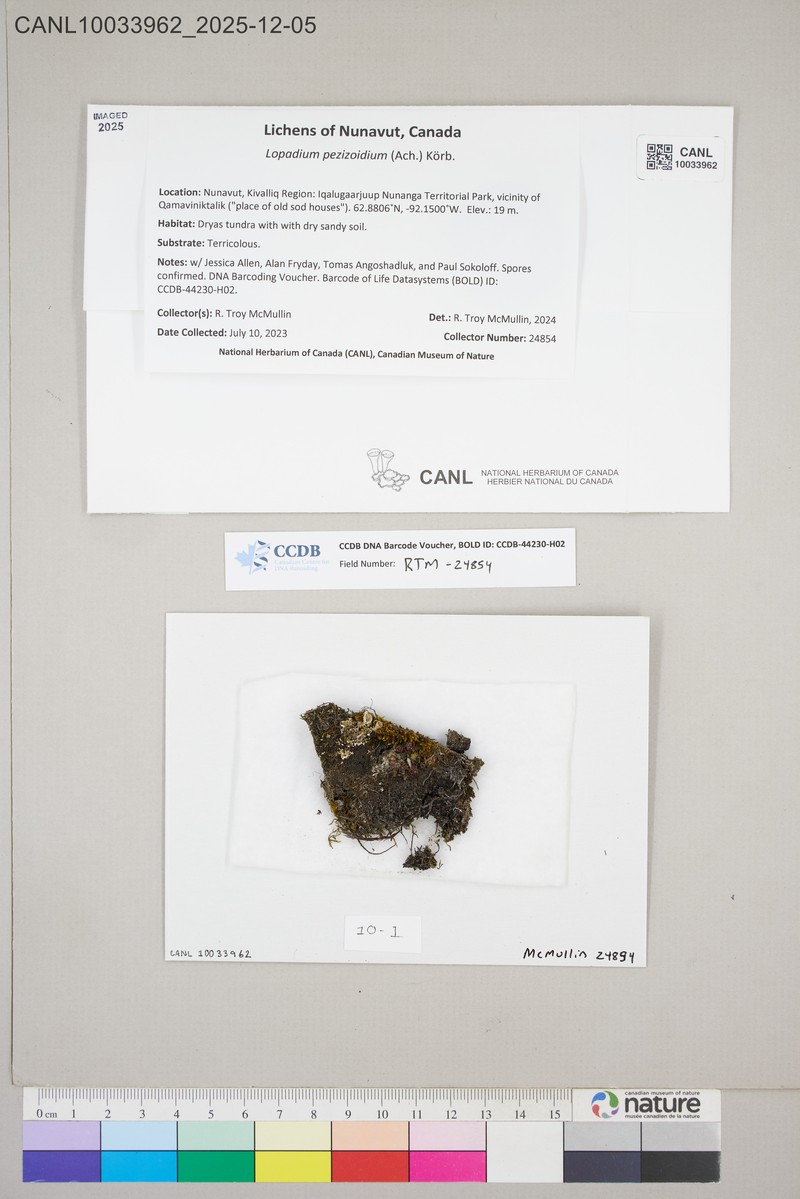 Granular Lichen photo 4