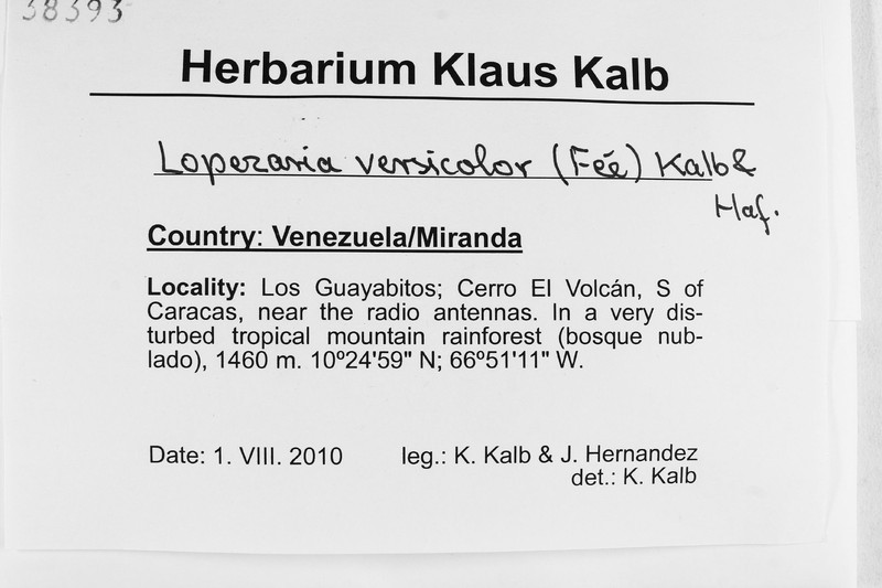 Lopezaria versicolor