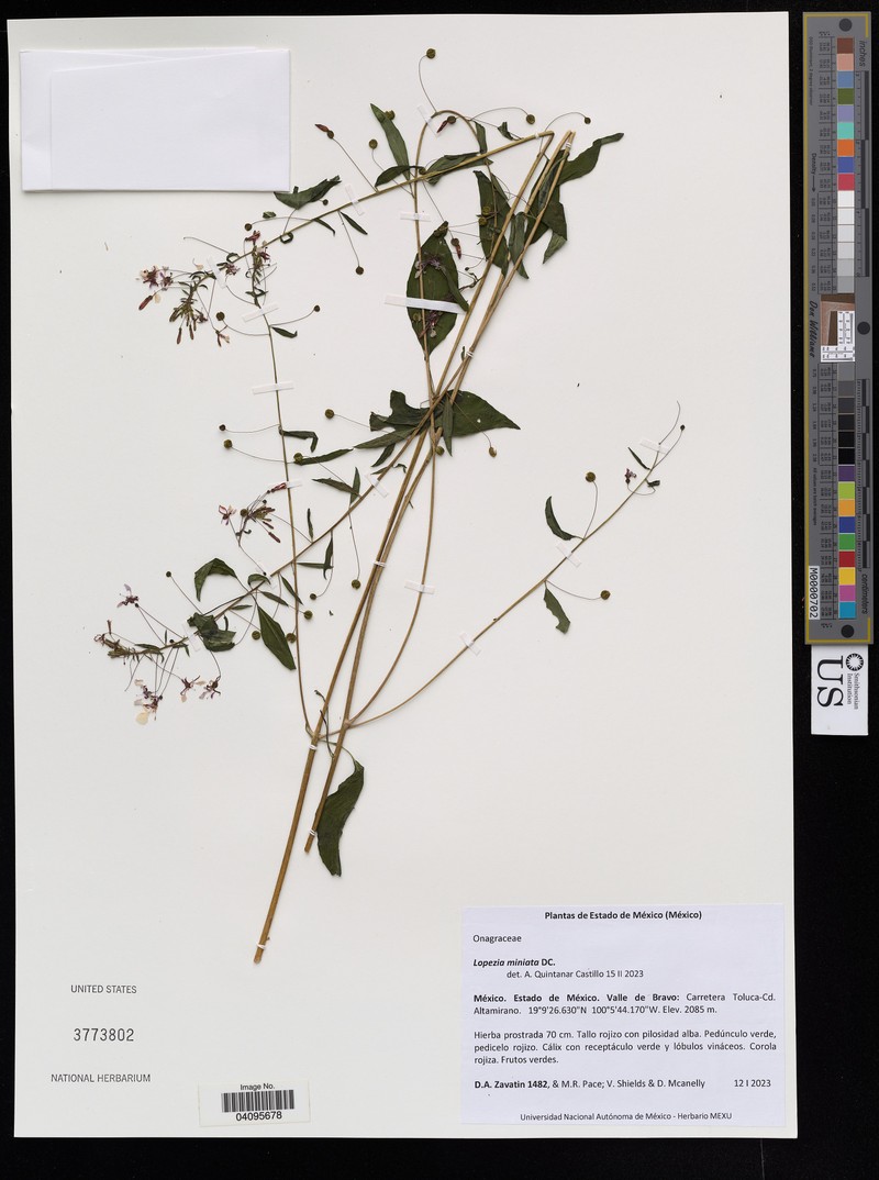 Lopezia miniata subsp. miniata