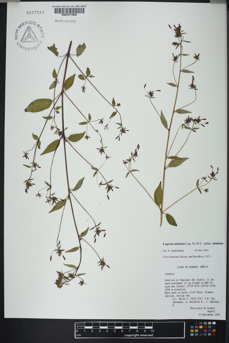Lopezia miniata subsp. miniata photo 2