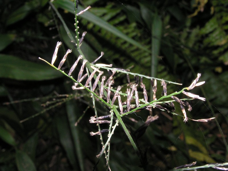 Bamboo-Leaf photo 4