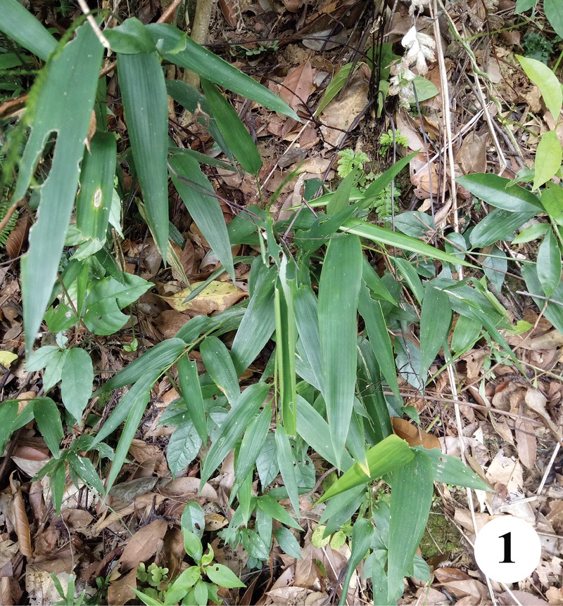 Bamboo-Leaf photo 2