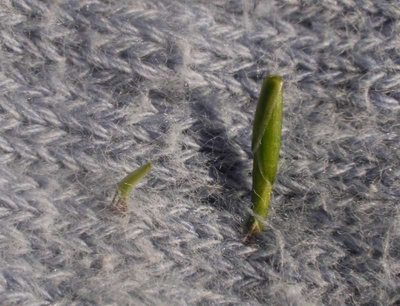 Bamboo-Leaf photo 3