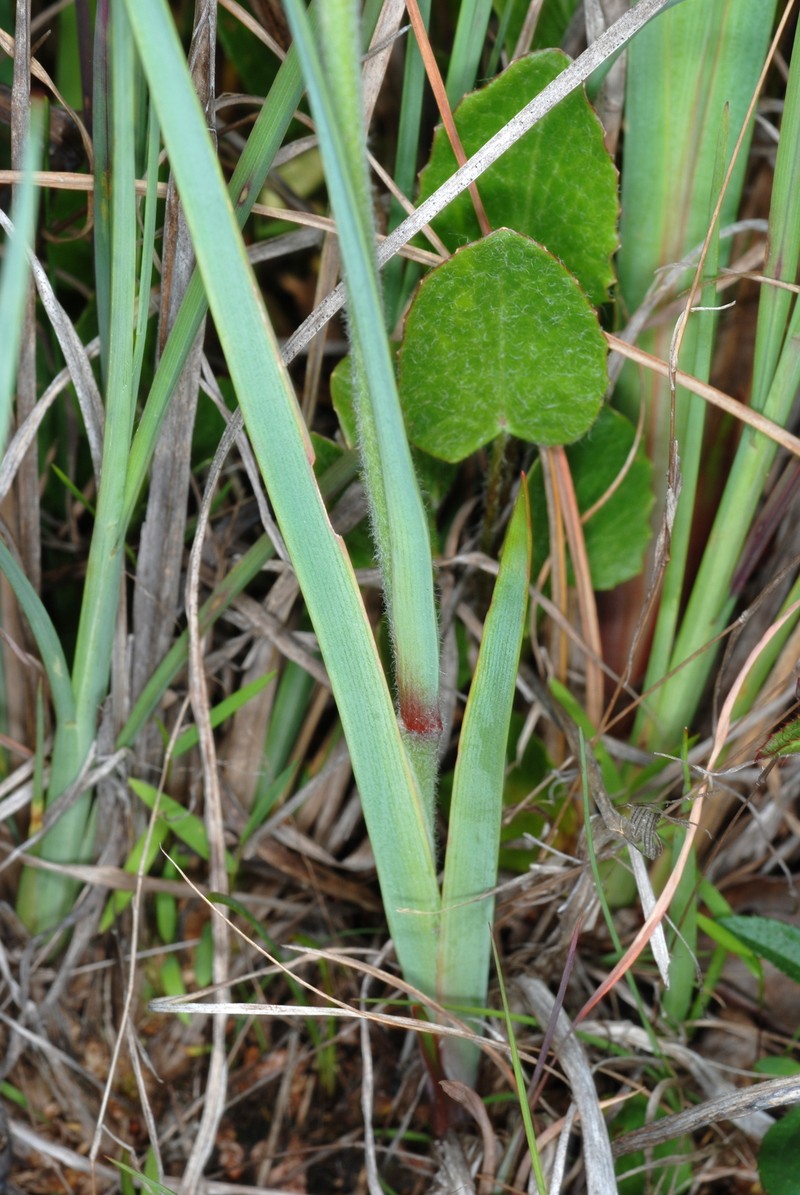 Goldencrest photo 3