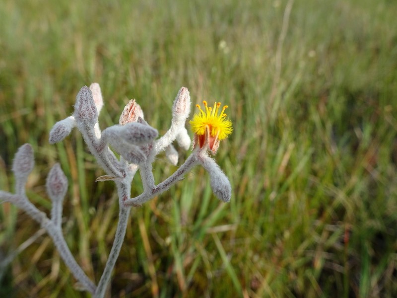 Goldencrest photo 2