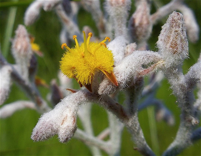 Goldencrest photo 6
