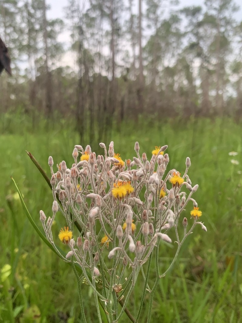 Goldencrest photo 7