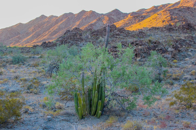 Senita Cactus photo 3