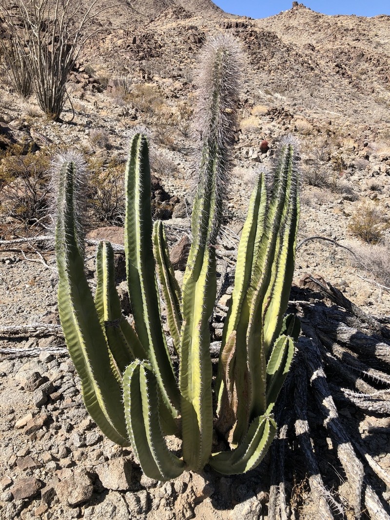 Senita Cactus photo 4
