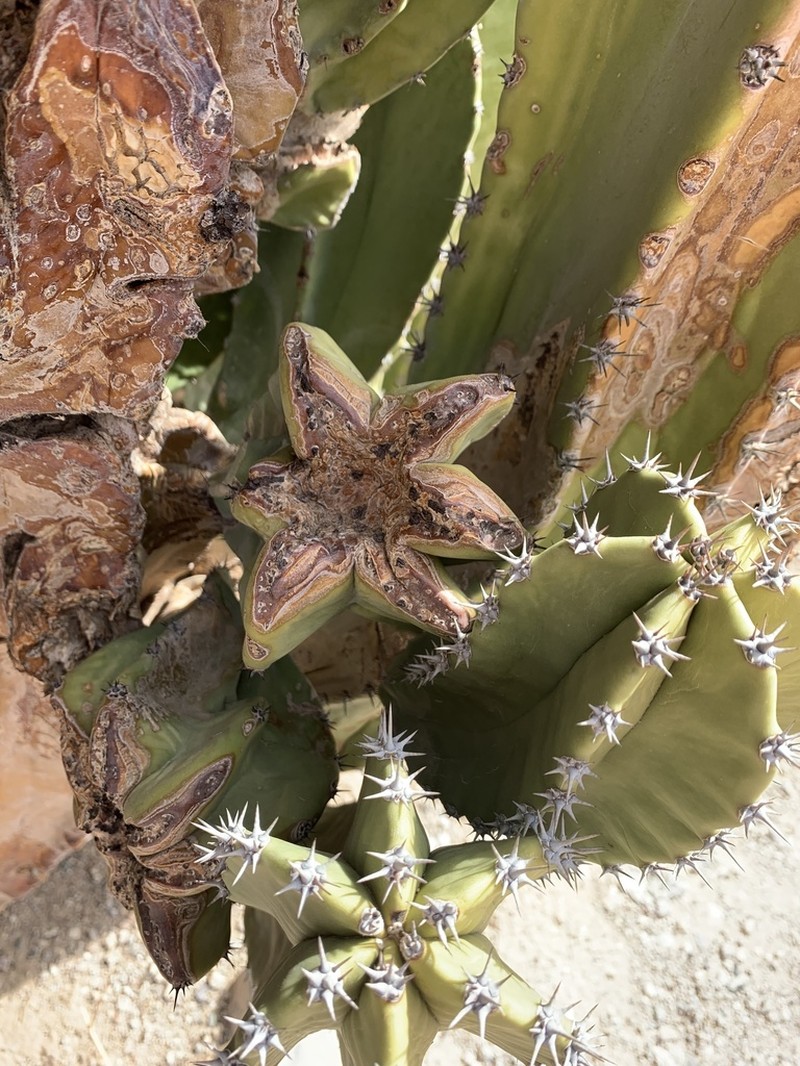 Senita Cactus photo 5