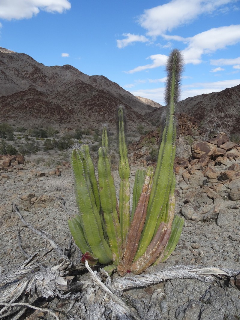 Senita Cactus photo 6