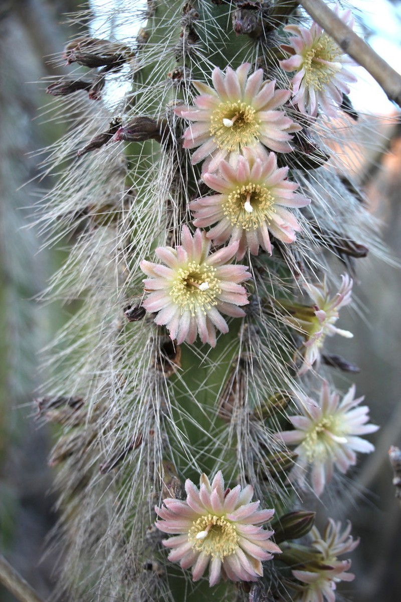 Senita Cactus photo 7