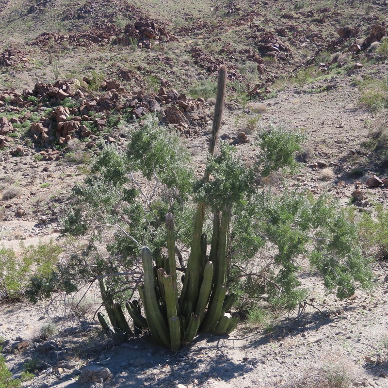 Senita Cactus photo 8