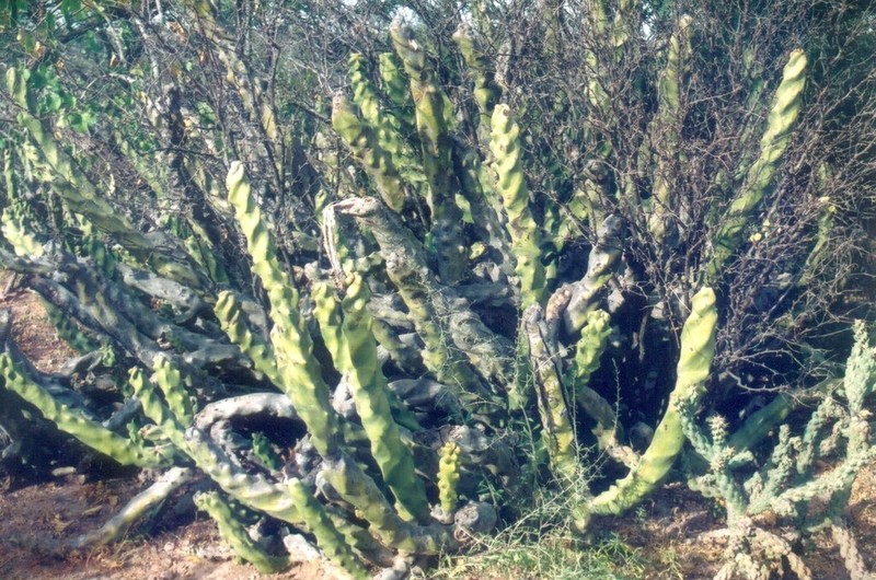 Senita Cactus photo 9