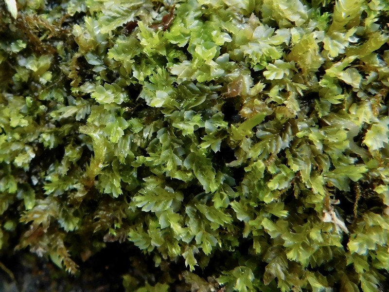 Lophocolea appalachiana photo 2