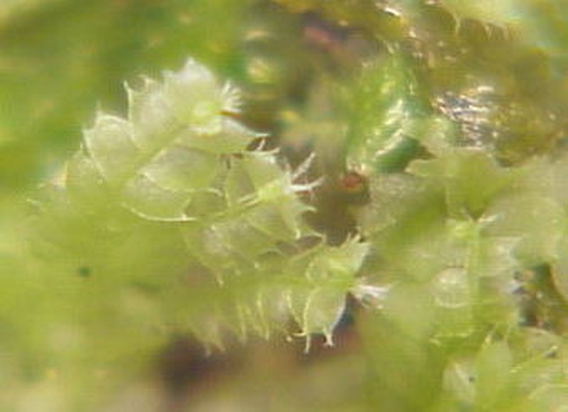 Lophocolea bidentata