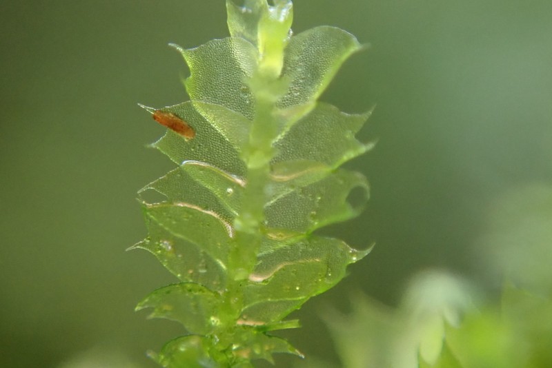Lophocolea bidentata photo 2