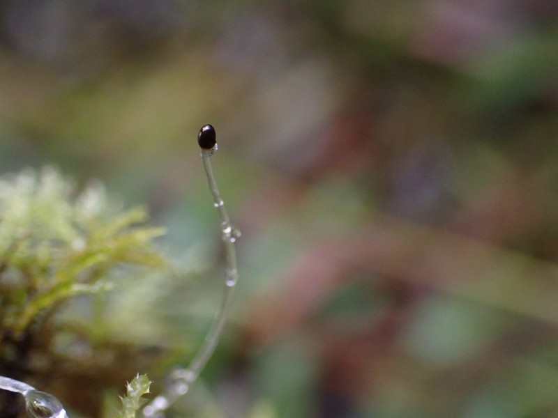 Lophocolea bidentata photo 3