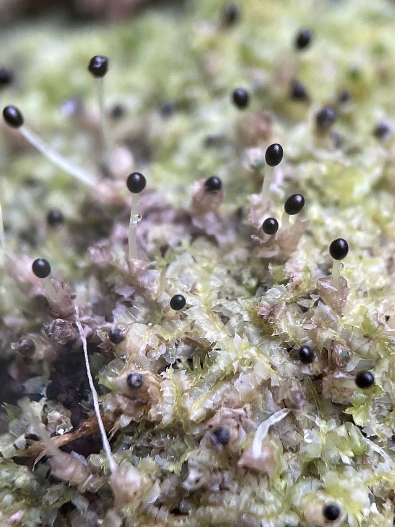 Lophocolea bidentata photo 4