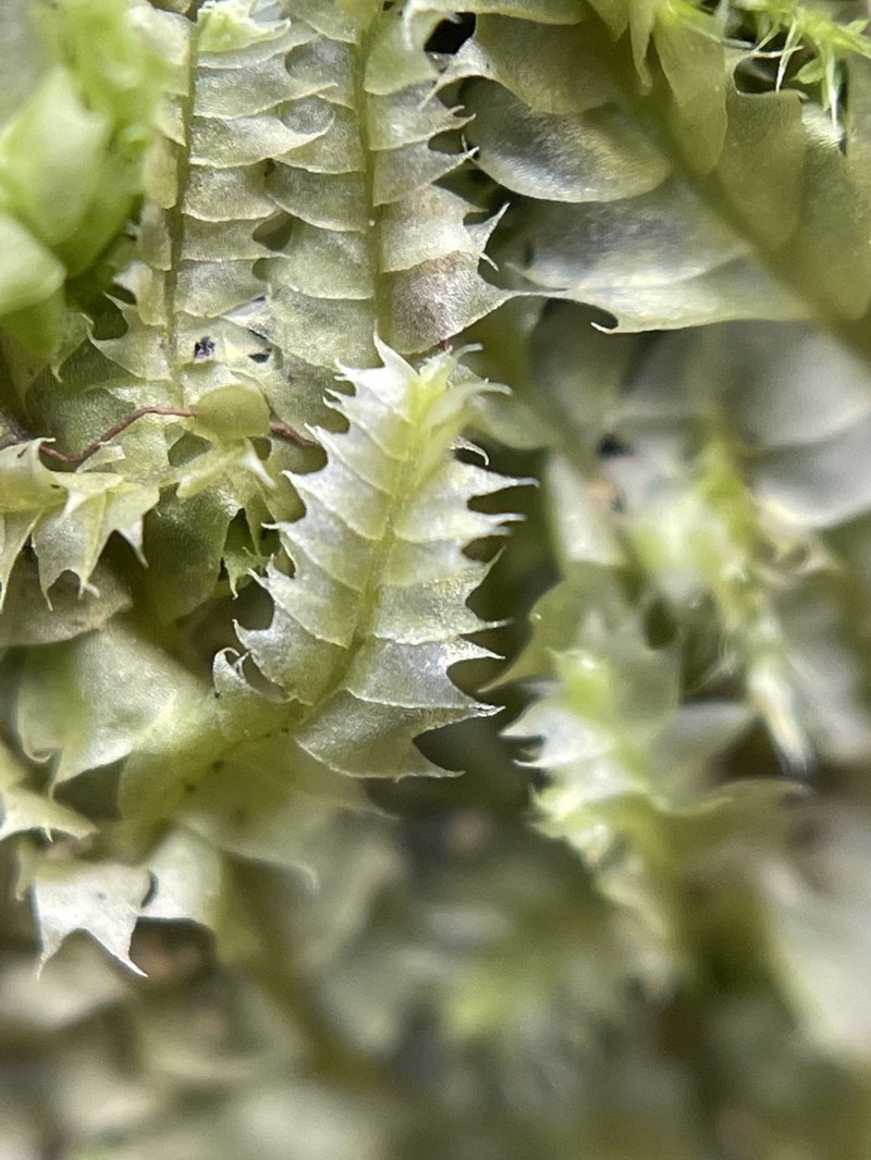 Lophocolea bidentata photo 5