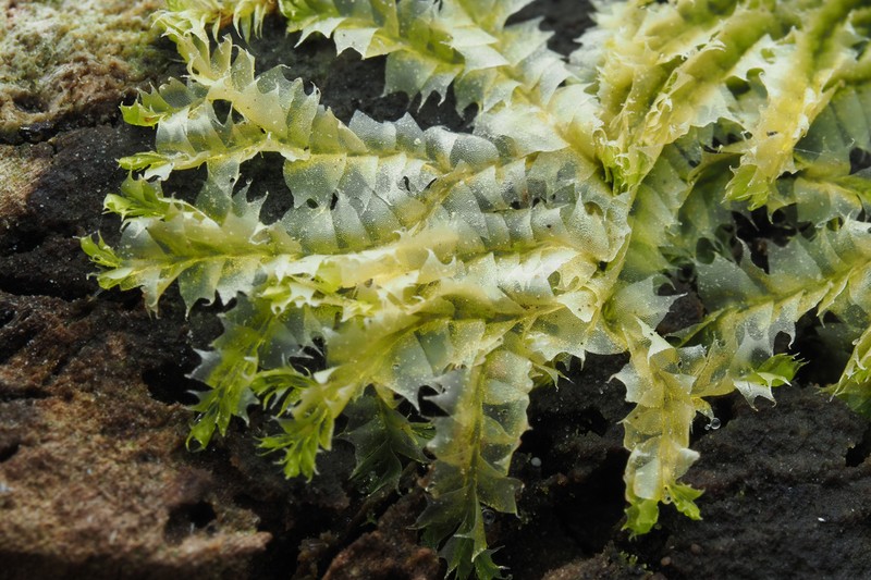 Lophocolea bidentata photo 6