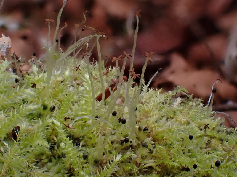 Lophocolea bidentata photo 7