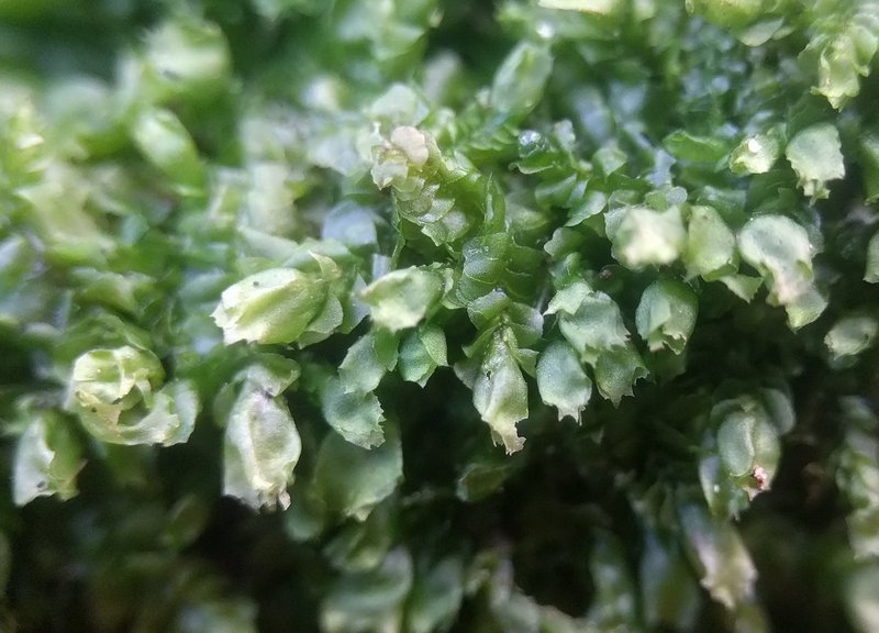 Lophocolea heterophylla