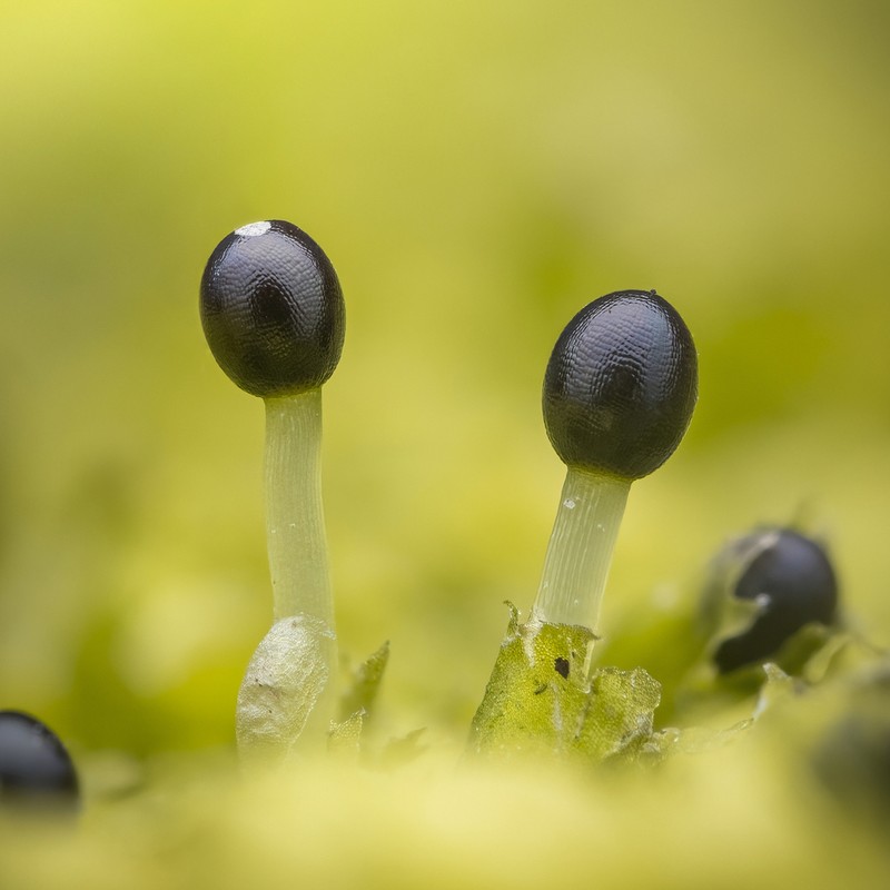 Lophocolea heterophylla photo 2