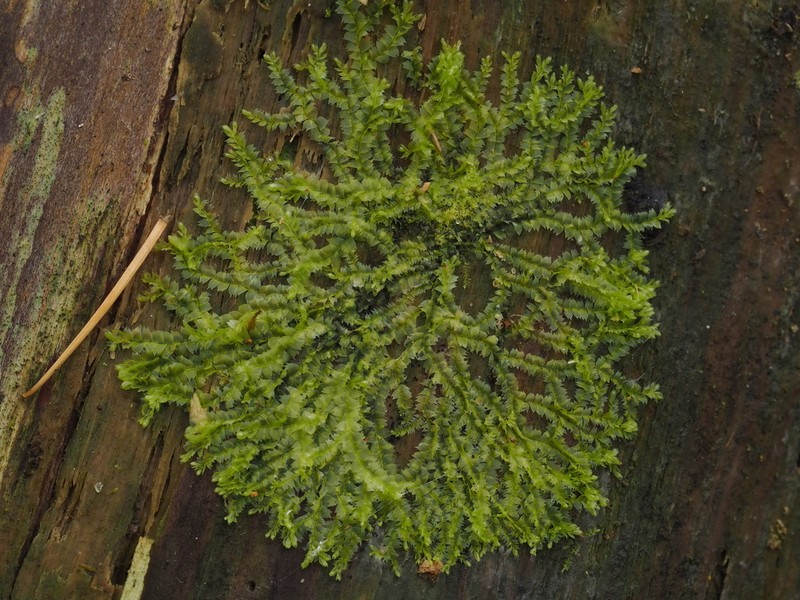 Lophocolea heterophylla photo 3