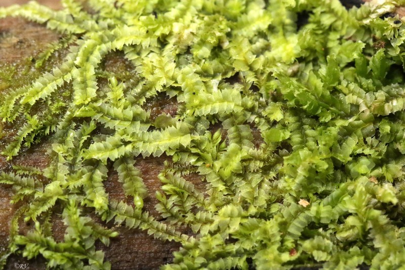 Lophocolea heterophylla photo 4