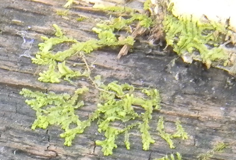 Lophocolea heterophylla photo 5